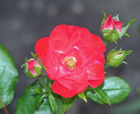 Zenaitta photo zen2014_07280093_zps4455a49b.jpg